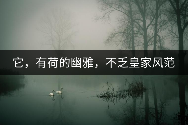 它，有荷的幽雅，不乏皇家風(fēng)范