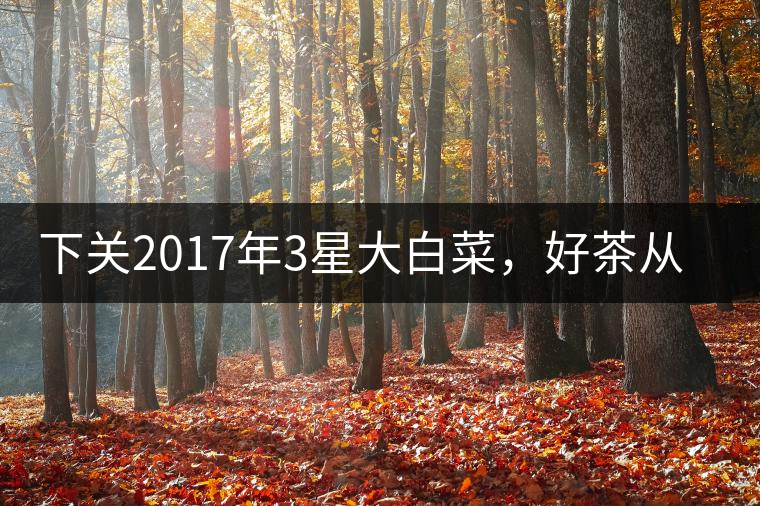 下關2017年3星大白菜，好茶從未中斷