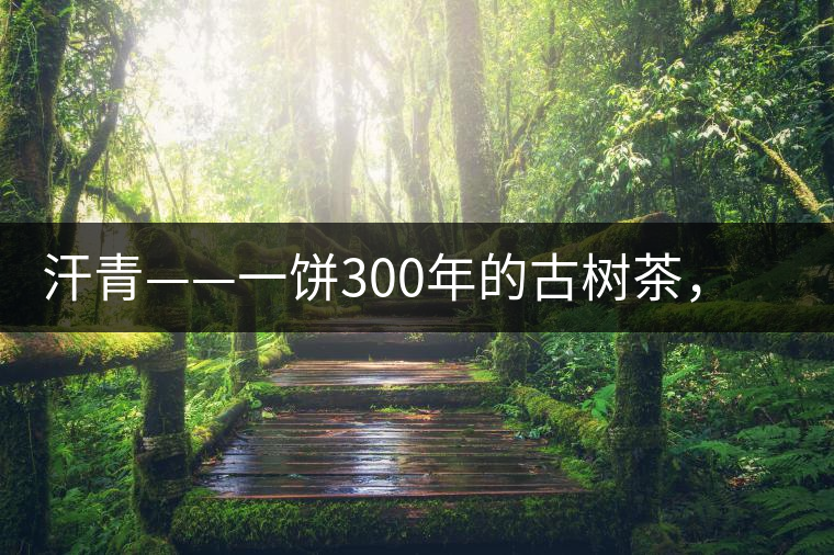 汗青——一餅300年的古樹茶，教您如何品鑒它的真諦