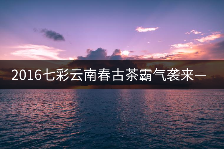 2016七彩云南春古茶霸氣襲來(lái)——老班章開(kāi)湯 2016七彩云南春古茶霸氣襲來(lái)——老班章開(kāi)湯