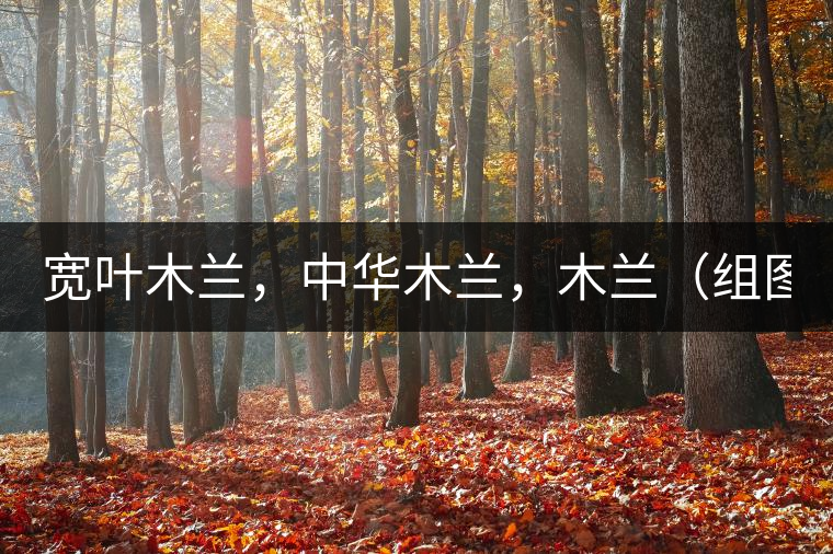 寬葉木蘭，中華木蘭，木蘭（組圖）