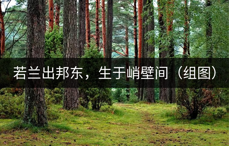 若蘭出邦東,生于峭壁間(組圖) 若蘭出邦東,生于峭壁間(組圖)