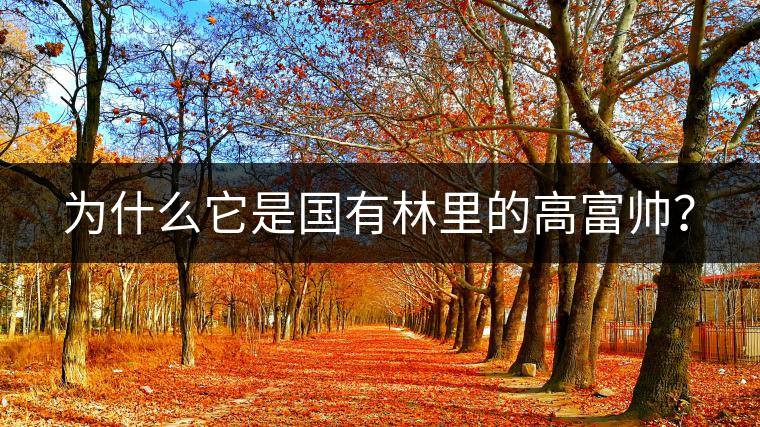 為什么它是國(guó)有林里的高富帥？