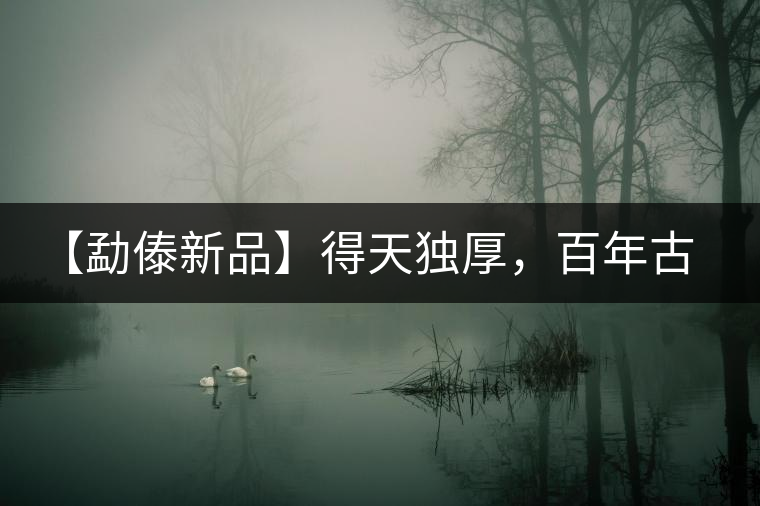 【勐傣新品】得天獨(dú)厚，百年古樹(shù)——磨烈古樹(shù)