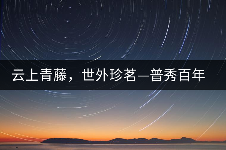 云上青藤，世外珍茗—普秀百年藤條茶即將上市