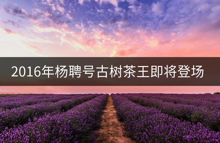 2016年楊聘號古樹茶王即將登場！