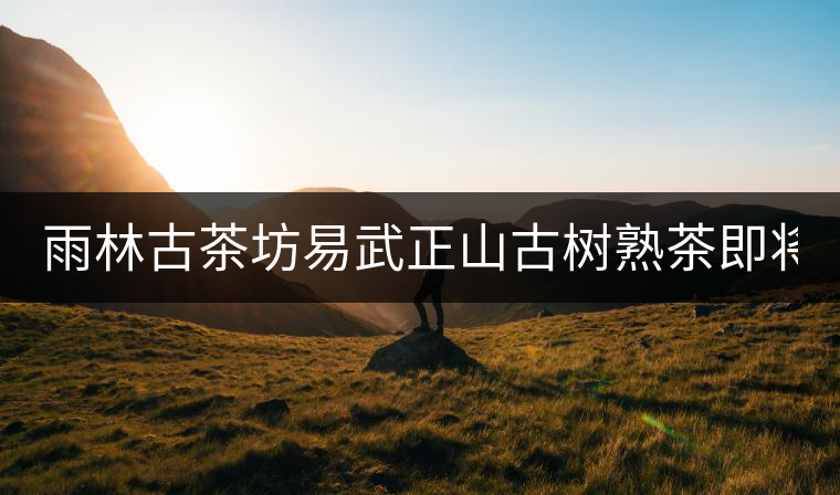 雨林古茶坊易武正山古樹熟茶即將上市！