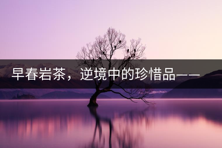 早春巖茶，逆境中的珍惜品——“邦東古樹(shù)茶”隆重上市