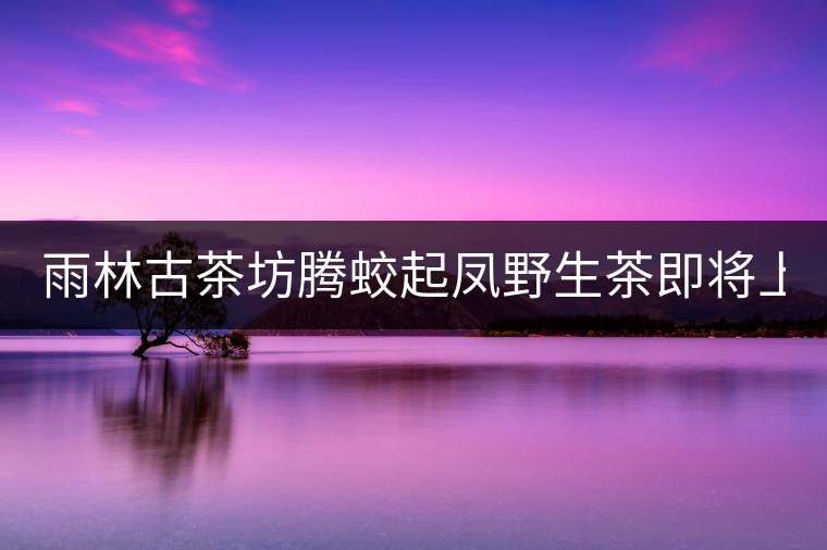 雨林古茶坊騰蛟起鳳野生茶即將上市！