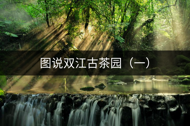 圖說(shuō)雙江古茶園（一）