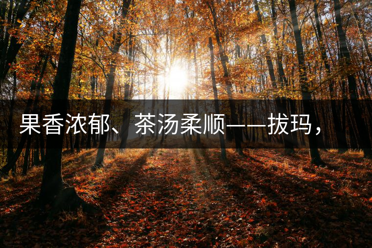 果香濃郁、茶湯柔順——拔瑪，南糯山最好的茶