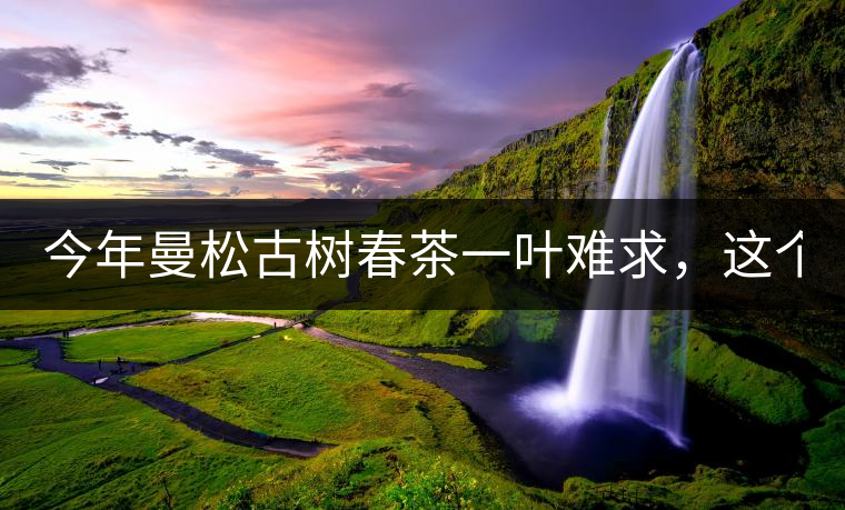 今年曼松古樹春茶一葉難求，這個(gè)鍋真不該茶商背!