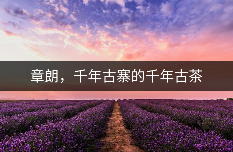 章朗，千年古寨的千年古茶