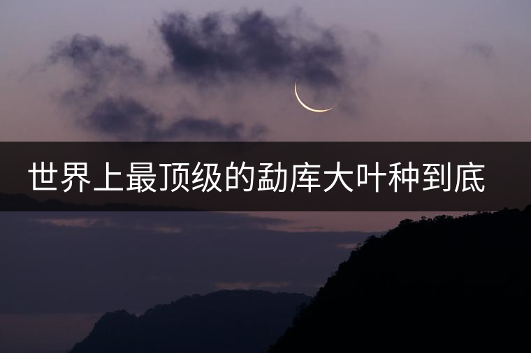 世界上最頂級(jí)的勐庫(kù)大葉種到底是什么？這篇文章講透了