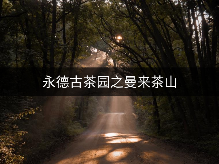 永德古茶園之曼來茶山 永德古茶園之曼來茶山