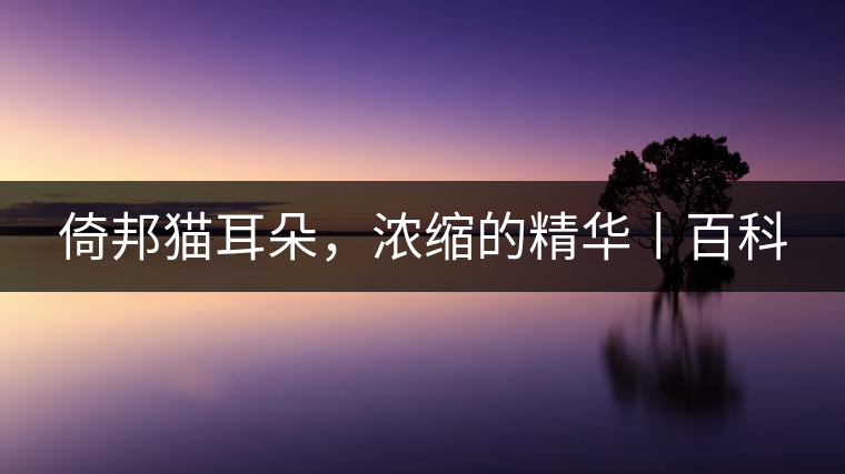 倚邦貓耳朵，濃縮的精華丨百科