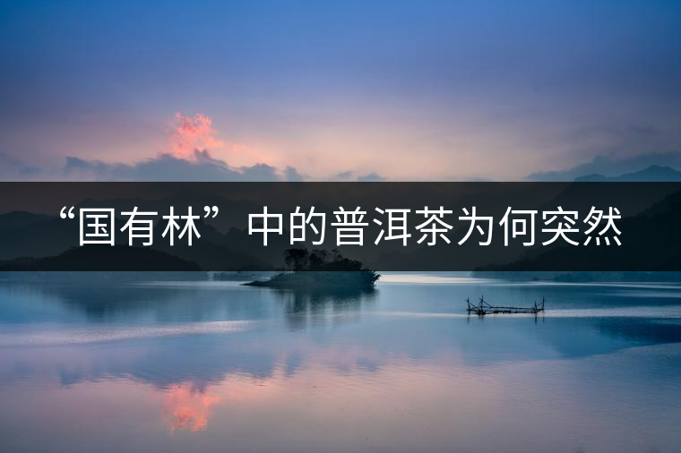 “國有林”中的普洱茶為何突然受追捧？