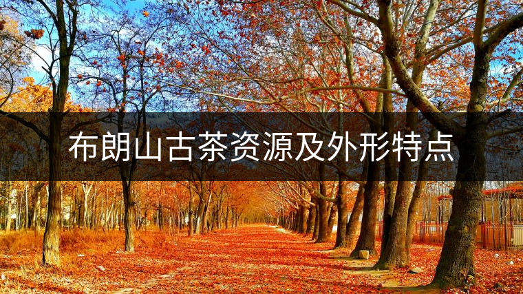 布朗山古茶資源及外形特點