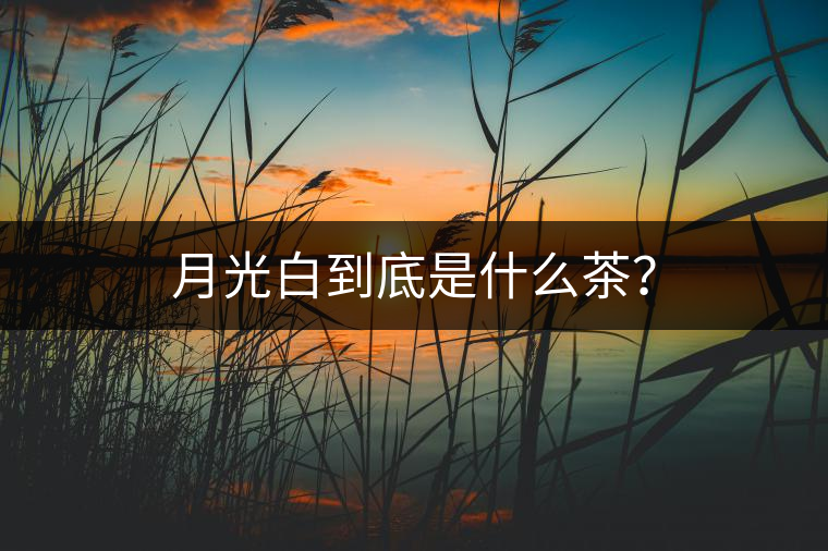 月光白到底是什么茶？