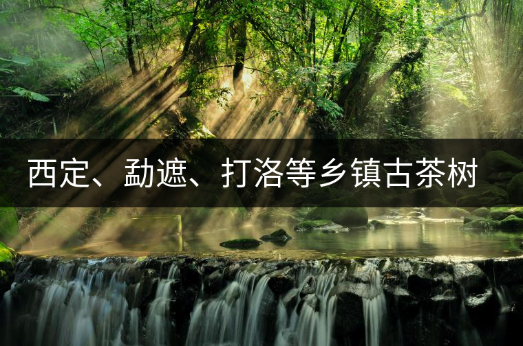 西定、勐遮、打洛等鄉(xiāng)鎮(zhèn)古茶樹資源