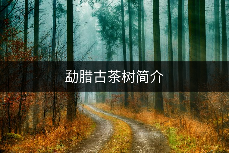 勐臘古茶樹簡介