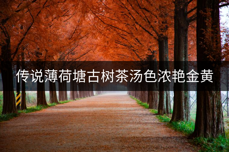 傳說薄荷塘古樹茶湯色濃艷金黃