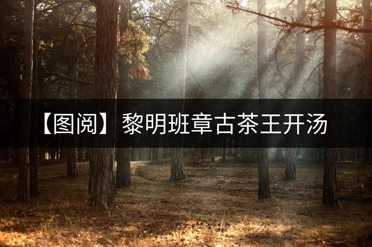 【圖閱】黎明班章古茶王開湯