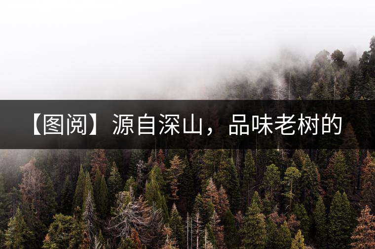 【圖閱】源自深山，品味老樹的味道