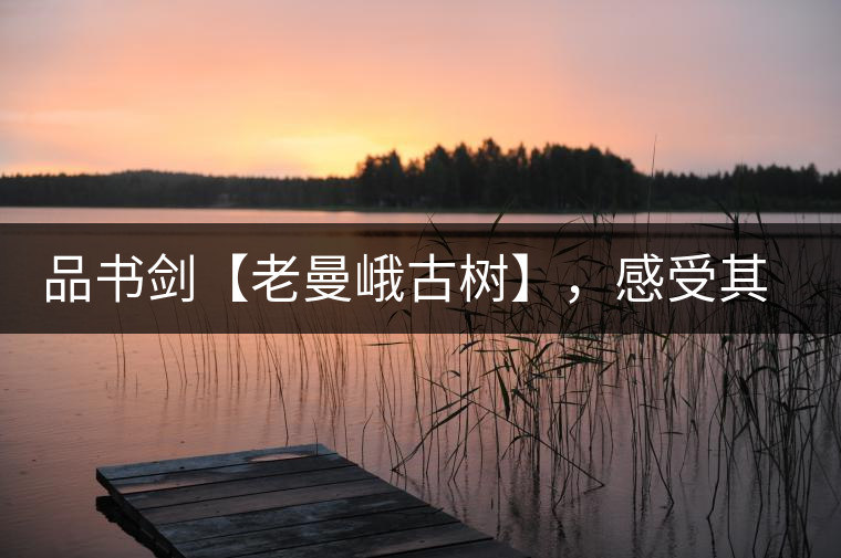 品書劍【老曼峨古樹】，感受其霸道苦韻