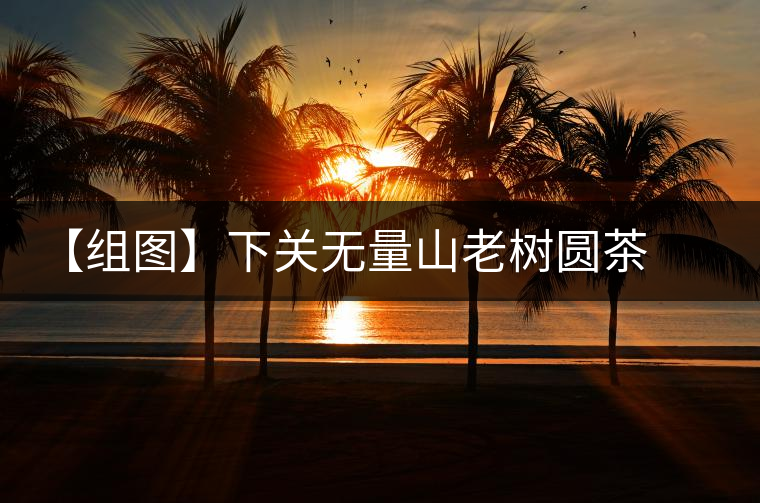 【組圖】下關(guān)無(wú)量山老樹(shù)圓茶開(kāi)湯