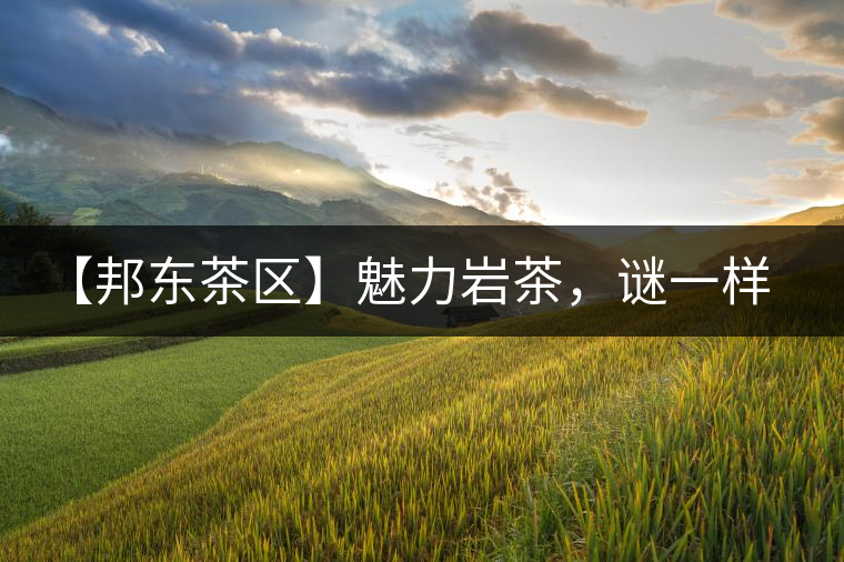 【邦東茶區(qū)】魅力巖茶，謎一樣的邦東！