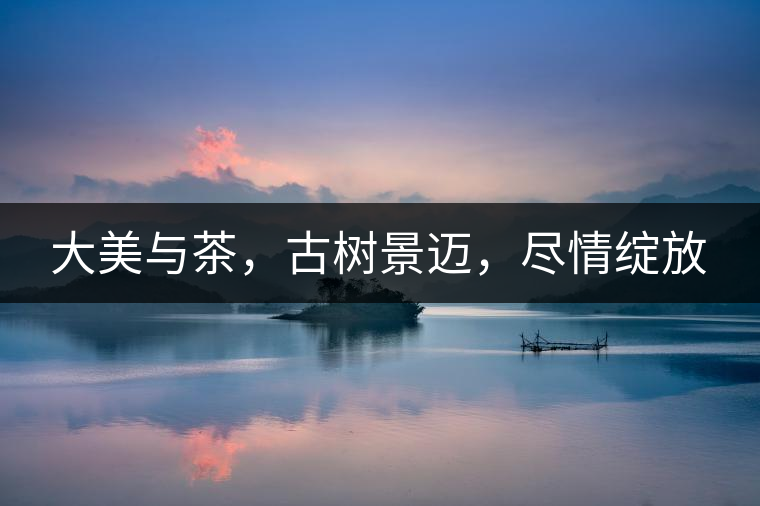 大美與茶，古樹景邁，盡情綻放