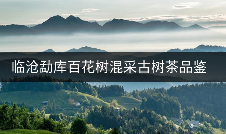 臨滄勐庫(kù)百花樹(shù)混采古樹(shù)茶品鑒報(bào)告