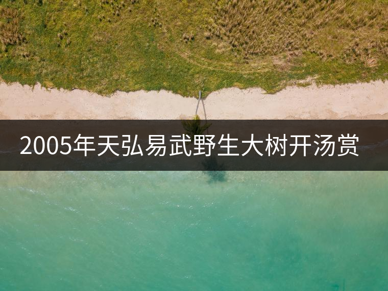 2005年天弘易武野生大樹開湯賞析 2005年天弘易武野生大樹開湯賞析