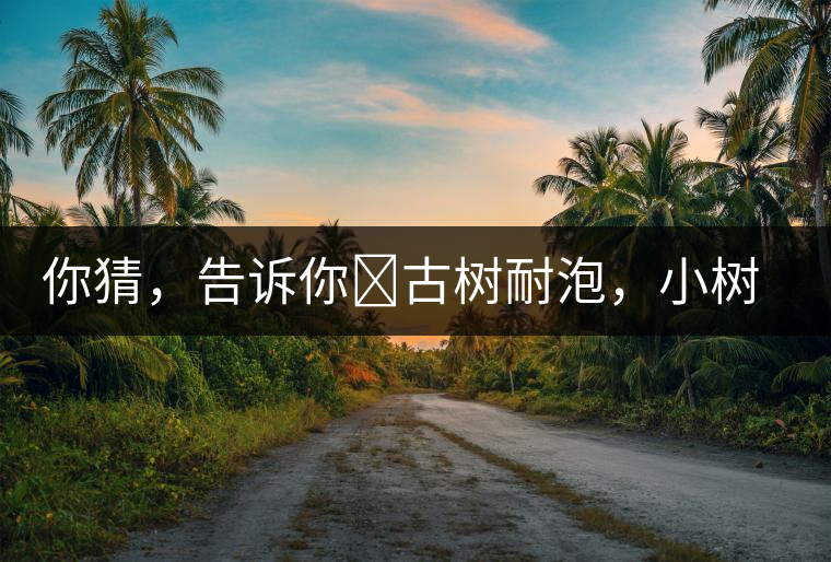 你猜，告訴你?古樹耐泡，小樹、臺地不耐泡都是什么心理？