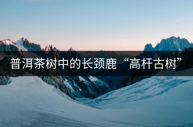 普洱茶樹中的長頸鹿“高桿古樹”！