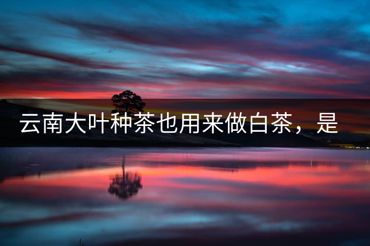 云南大葉種茶也用來做白茶，是真的好喝嗎？