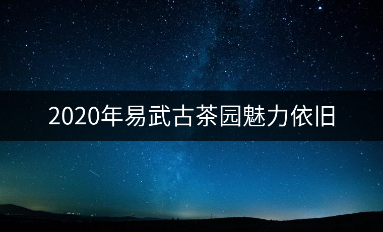 2020年易武古茶園魅力依舊 2020年易武古茶園魅力依舊