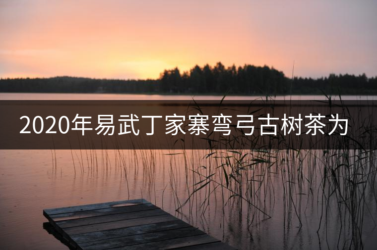 2020年易武丁家寨彎弓古樹茶為什么這么受追捧！