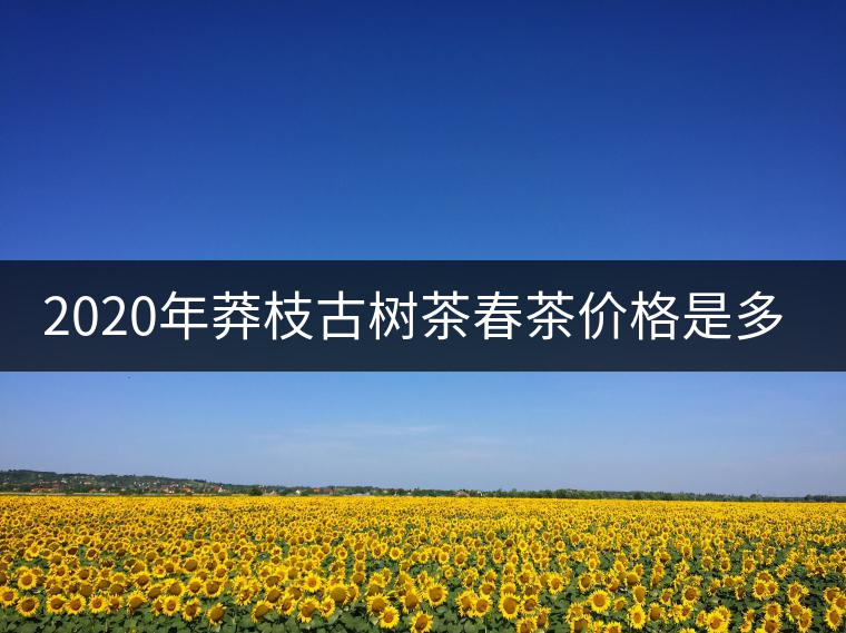 2020年莽枝古樹茶春茶價(jià)格是多少錢？