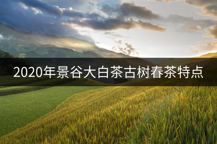 2020年景谷大白茶古樹春茶特點(diǎn) 2020年景谷大白茶古樹春茶特點(diǎn)
