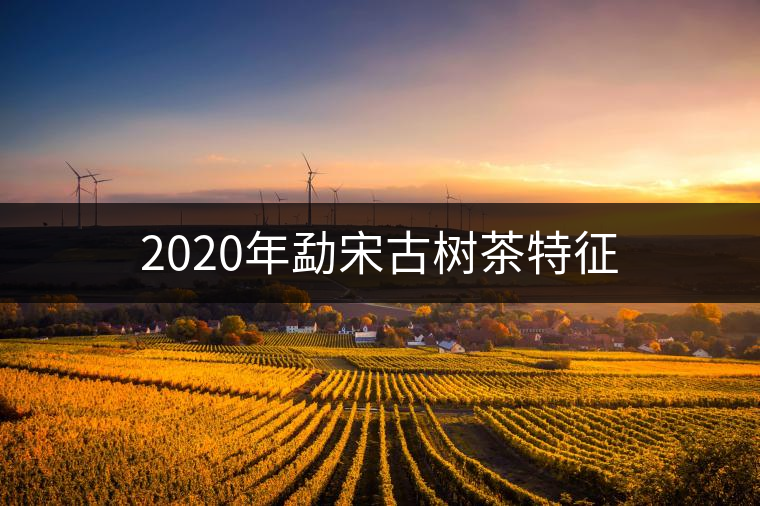 2020年勐宋古樹茶特征 2020年勐宋古樹茶特征