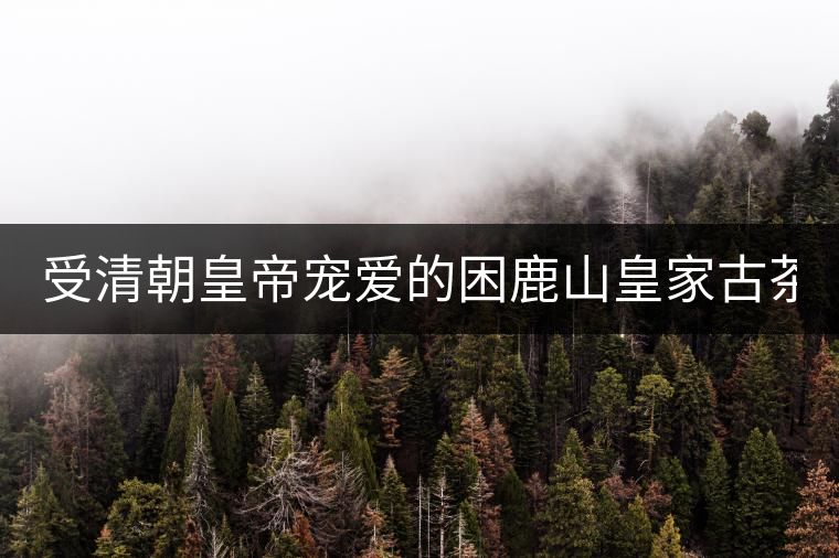 受清朝皇帝寵愛的困鹿山皇家古茶園2020年春茶價(jià)格特點(diǎn) 受清朝皇帝寵愛的困鹿山皇家古茶園2020年春茶價(jià)格特點(diǎn)