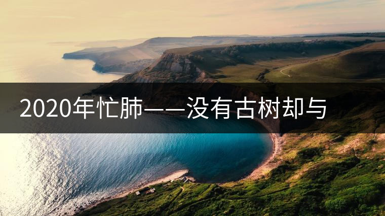 2020年忙肺——沒有古樹卻與冰島、昔歸齊名的普洱茶