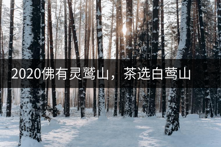 2020佛有靈鷲山，茶選白鶯山——白鶯山二嘎子茶