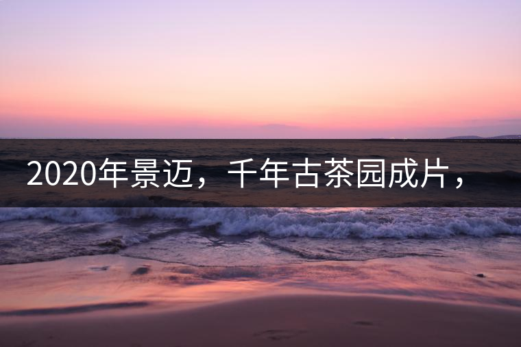 2020年景邁，千年古茶園成片，蘭花香堪稱一絕！