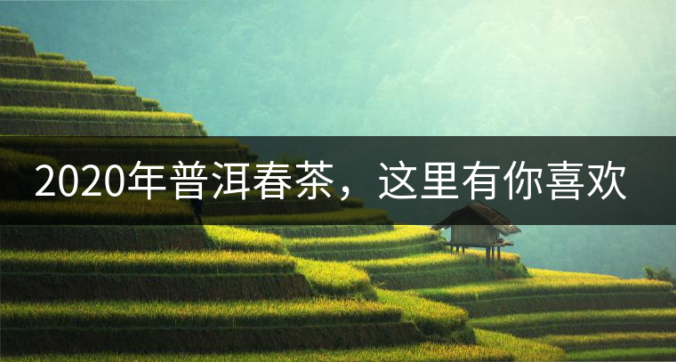 2020年普洱春茶，這里有你喜歡的山頭嗎？