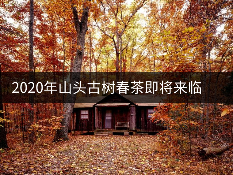 2020年山頭古樹春茶即將來臨，開啟山頭茶的既然是它