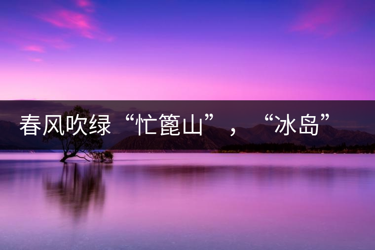 春風(fēng)吹綠“忙篦山”,“冰島”“老寨”春茶香 春風(fēng)吹綠“忙篦山”,“冰島”“老寨”春茶香