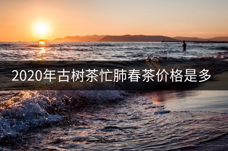 2020年古樹茶忙肺春茶價格是多少？